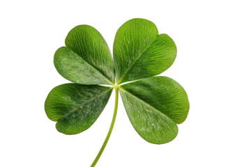 A vibrant green four leaf clover with detailed texture and a thin stem isolated on transparent background