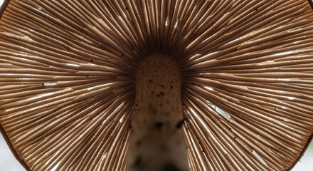Macro View of Mushroom Gills Showing Symmetry and Spore Texture