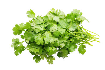 Fototapeta premium Fresh bunch of fragrant cilantro herb leaves with delicate stems isolated on transparent background