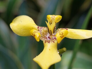 close up of yellow orchid