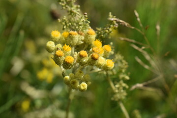 yellow dandelions on green grass