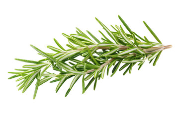 Fototapeta premium Fresh green rosemary herb sprig with needle like leaves isolated on transparent background