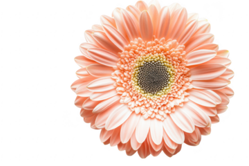 Delicate peach gerbera daisy bloom with intricate petals and dark center isolated on transparent background