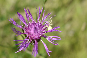 spider on a flower