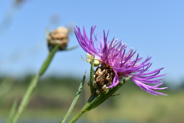 spider under a flower