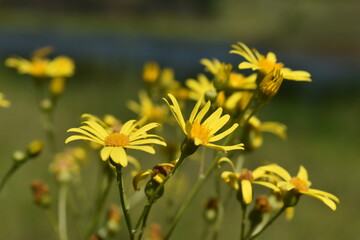 yellow flowers in a field