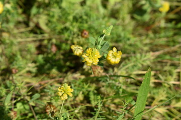 yellow dandelions on green grass