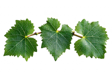 Three vibrant green grape leaves with detailed veins connected by a thin stem isolated on transparent background