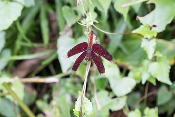 A beautiful red dragonfly (Neurothemis taiwanensis).