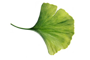 Vibrant green ginkgo biloba leaf with intricate vein patterns isolated on transparent background