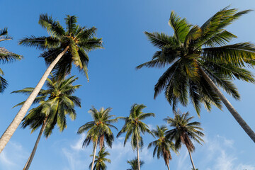 Beautiful coconut trees on the beach with the clear blue sky
