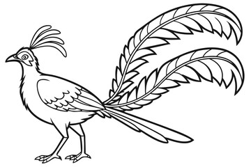 coloring page line art the lyrebird black vector