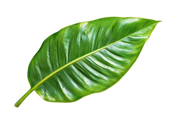 Obraz premium Vibrant green leaf with detailed veins and stem presented clearly isolated on transparent background