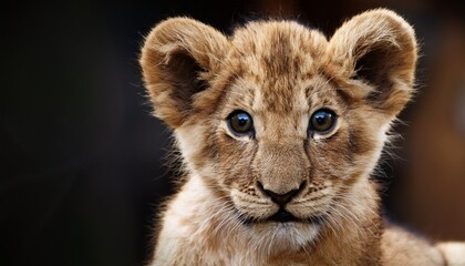 Fototapeta premium cute lion cub with bright eyes and fluffy fur staring directly at the viewer in a captivating expression of curiosity and innocence