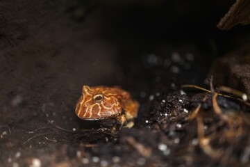 Cranwell's horned frog