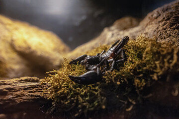 Heterometrus laoticus