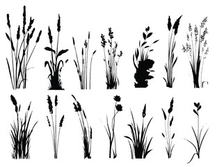 Silhouetted Grass and Wildflower Collection Illustration for Graphic Design and Botanical Illustration Projects Isolated on White Background