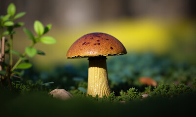 mushroom in the grass