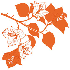 bougainvillea orange vector