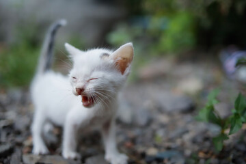 Potrait of a white kitten with round eyes.