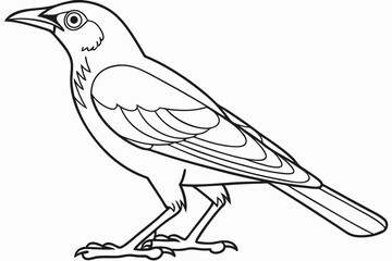 coloring page line art the mynah black vector
