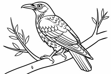 coloring page line art the mynah black vector