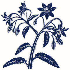 vector illustration of borage