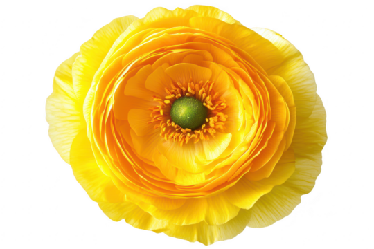 Vibrant yellow ranunculus flower with intricate petal layers isolated on transparent background