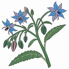 borage with leaves