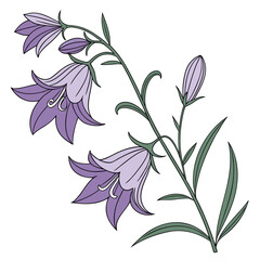 vector illustration of bessera elegans purple