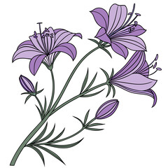 bessera elegans purple with leaves
