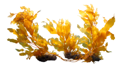 ? Underwater Scene with Sunlit Kelp Forest in Clear Coastal Waters isolated on transparent white background --ar 16:9 --raw