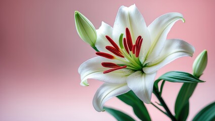 Fototapeta premium A white lily with red stamens and green leaves against a pink background.