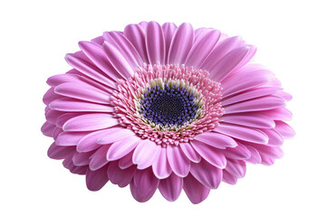 Vibrant pink gerbera daisy flower with intricate petals and dark center isolated on transparent background