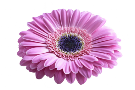 Vibrant pink gerbera daisy flower with intricate petals and dark center isolated on transparent background