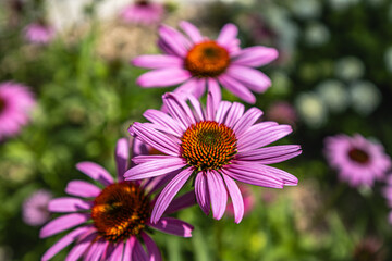 Obraz premium A cluster of blooming Echinacea (Sonnenhut) flowers, showcasing their vibrant colors and natural beauty.
