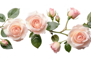 Delicate blush pink roses with green leaves and buds forming a beautiful floral border isolated on transparent background