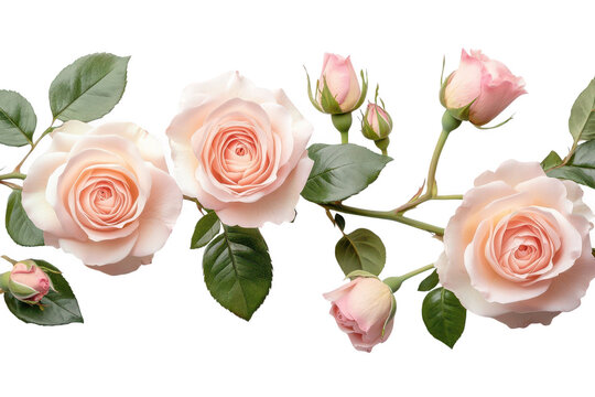 Delicate blush pink roses with green leaves and buds forming a beautiful floral border isolated on transparent background