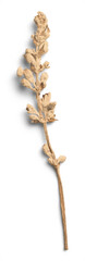 Sandstone Dried Flower Stem