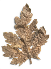 Sandstone Pressed Dried Leaf