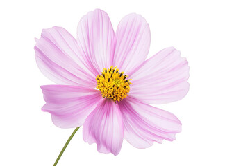 Fototapeta premium Delicate pale pink cosmos flower with yellow center isolated on transparent background