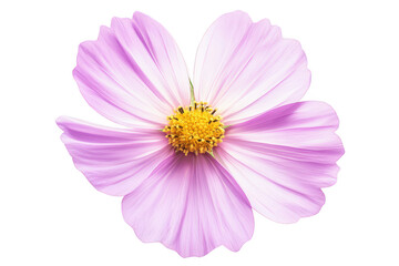 Obraz premium Delicate pink cosmos flower with yellow center isolated on transparent background
