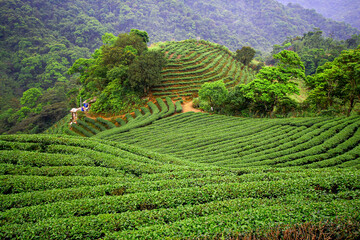 Obraz premium Vibrant tea terraces in Shiding District, New Taipei City Taiwan, surrounded by lush hills, captured on a foggy spring afternoon in 2010.