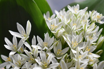 bouquet of white flowers