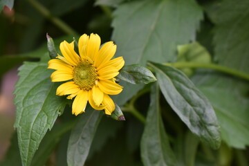 sunflower in the garden