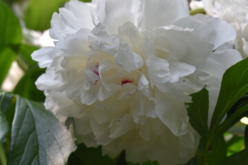 white peony flower