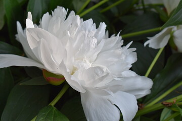 white peony flower