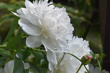 white peony flower
