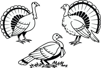 Realistic Colorful Turkey Illustration. Detailed Colorful Turkey Illustration. Hand Drawn Realistic Turkey Illustration. Bright Realistic Turkey Illustration. High Quality Colorful Turkey Illustration