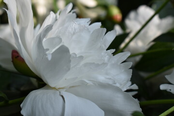 white peony flower